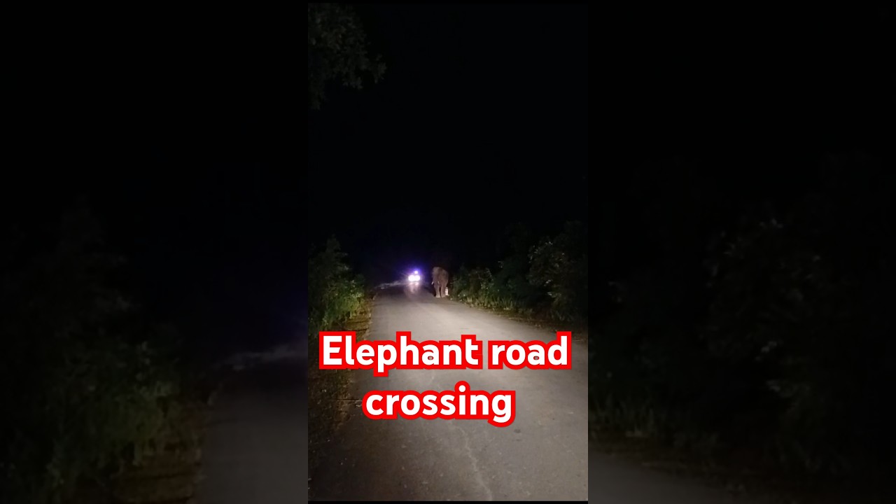 Elephant road crossing videos