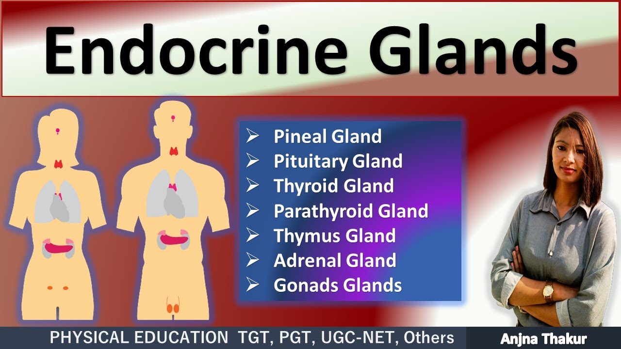 Endocrine system | Functions |  Structure  | Locations | Glands Anatomy & Physiology