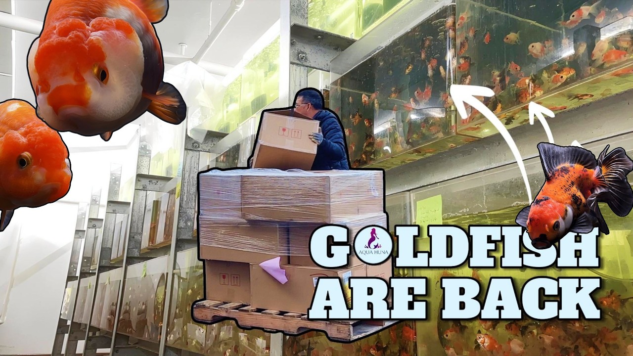 WE ARE SO BACK!😎 Another Big Goldfish Shipment