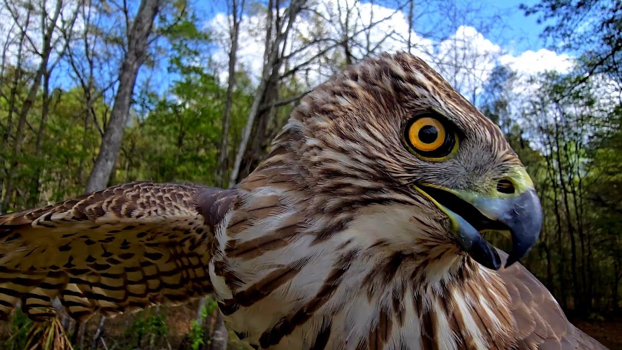 Ястреб всё ещё свирепствует.( Cooper hawk still in Attack mode in April)
