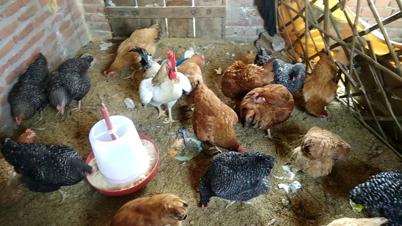 Ghar ki chhat par murgi palan part-4