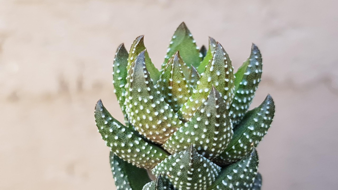 Haworthiopsis Coarctata, una belleza especial para principiantes