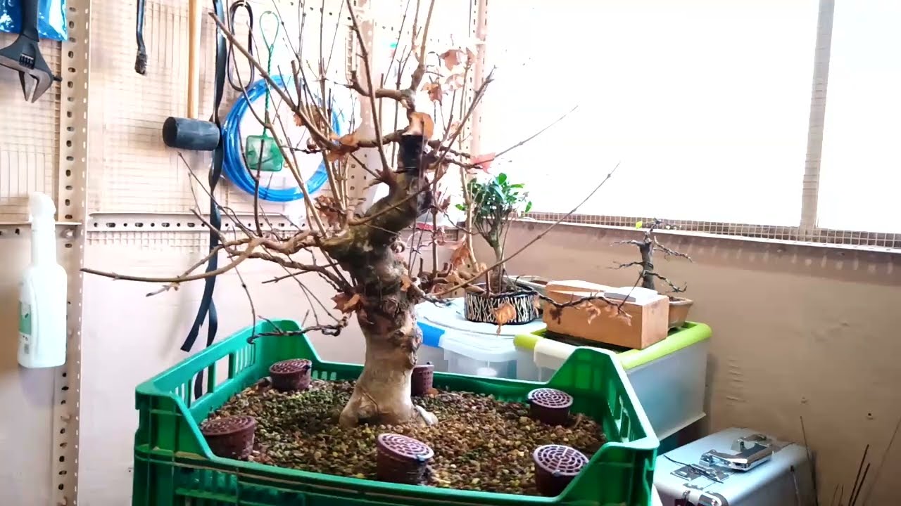 Como hacer trasplante de un Arce buerguerianus, bonsái.