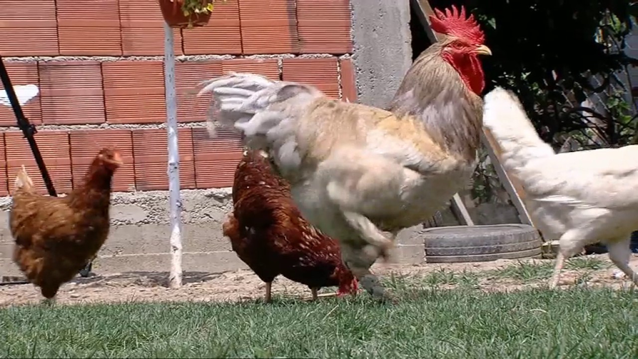 Наша Фарма - Репортажа на Сител - Утринска програма - We open our farm for organic egg production