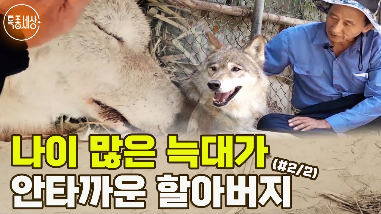 [특종세상] 사람 나이로 100살 넘은 늑대! 늙은 늑대가 안타까운 할아버지 MBN 180615 방송 (#2/2)