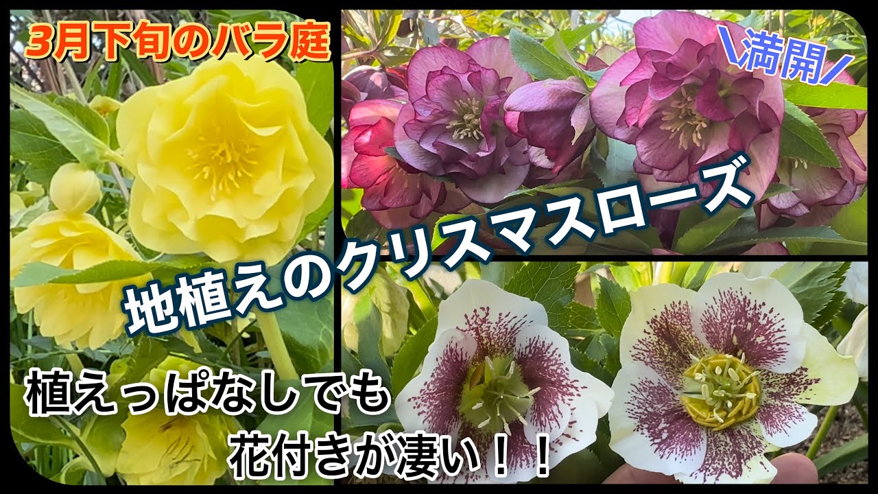 【3月下旬のバラ庭】地植えで満開のクリスマスローズ！植えっぱなしでも花付きが凄いです！！