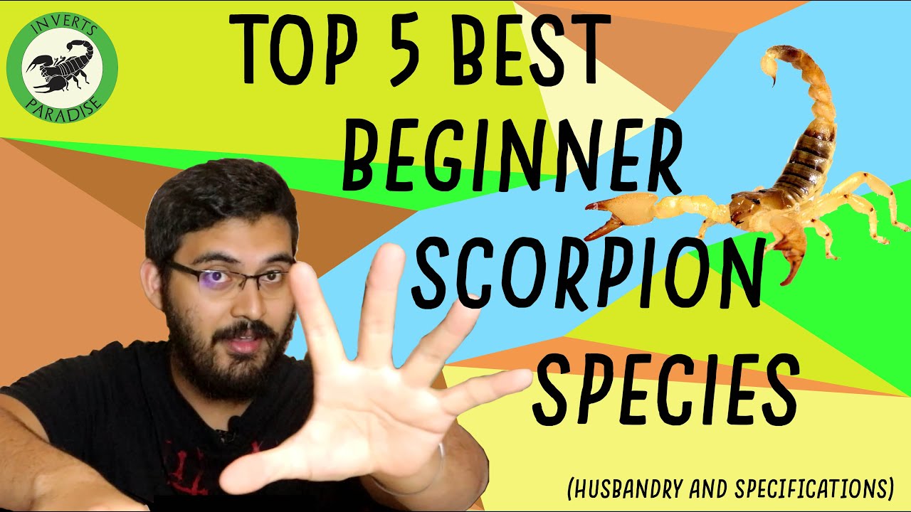 Top 5 Scorpions for Beginners !!! Husbandry and Info included.
