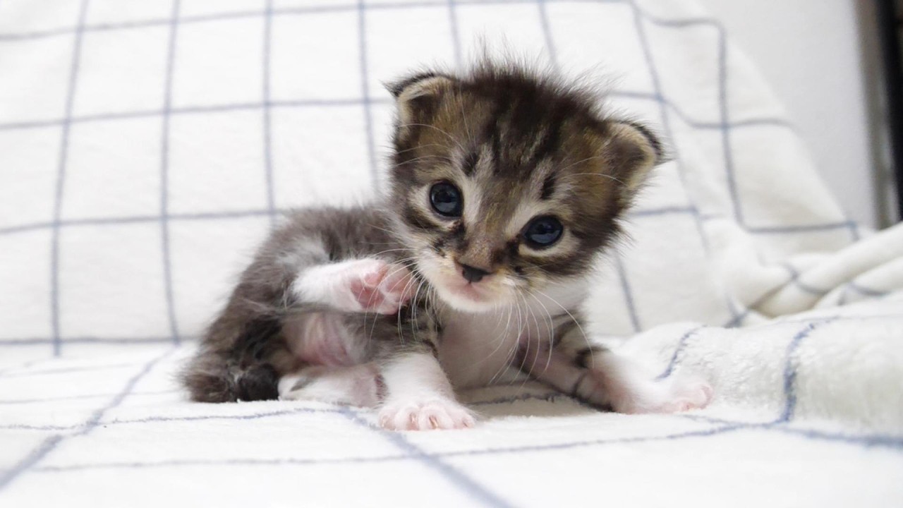 ゴロゴロ喉を鳴らしながらそっと眠りにつく赤ちゃん子猫【赤ちゃん猫　保護猫】