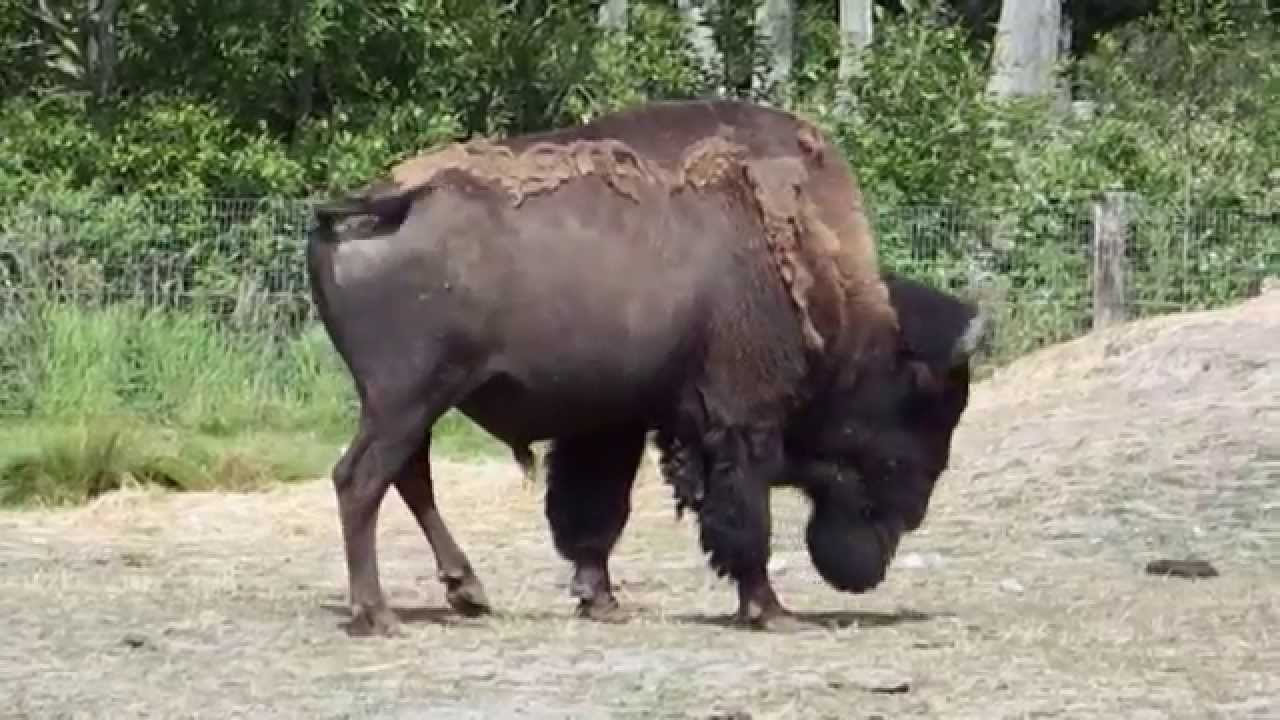 Buffalo Dust [ HD ]