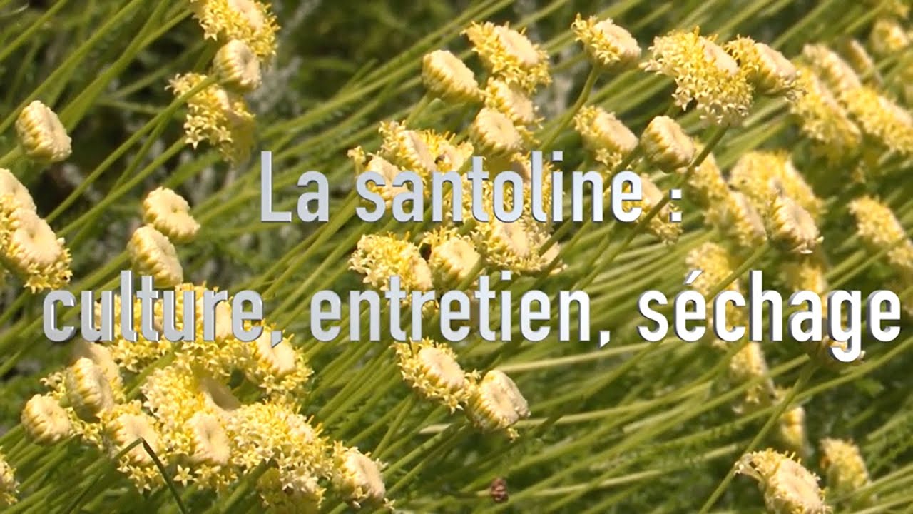 La santoline : culture et utilisation