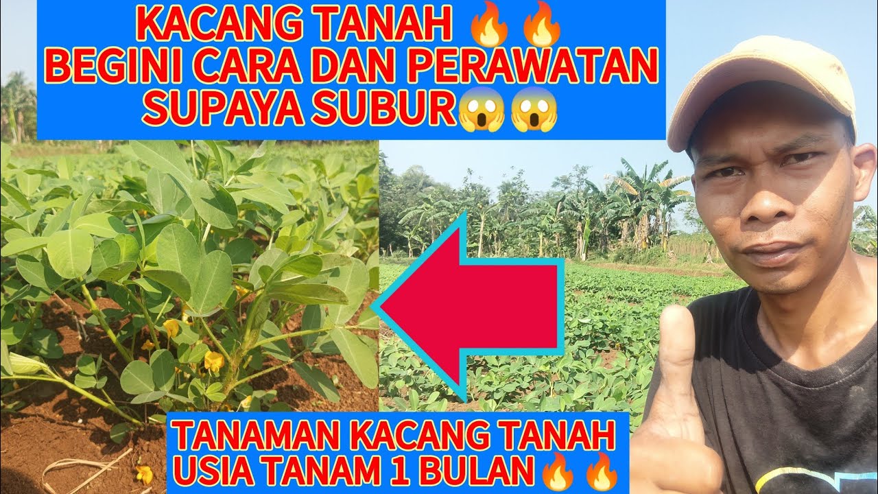 Tanaman Kacang tanah supaya subur dan lebat hasilnya #kacangtanah #subur #perawatan #tanaman #viral 