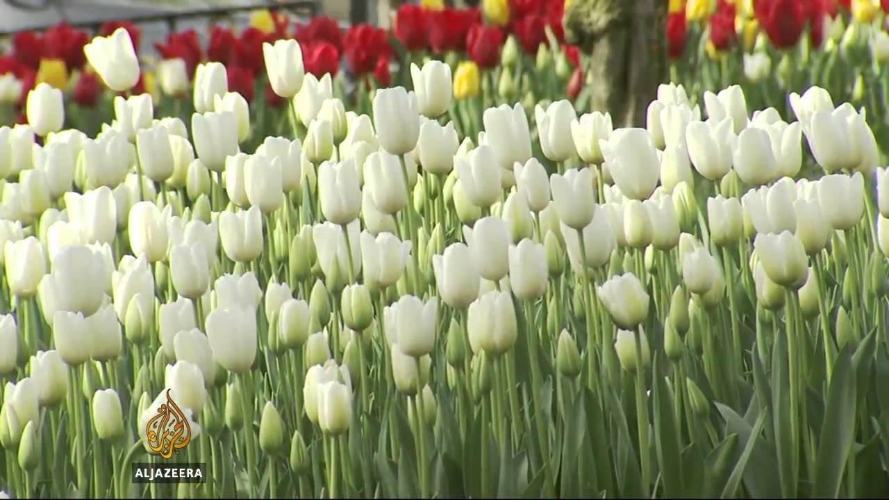 Tulip festival creates jobs in Turkey