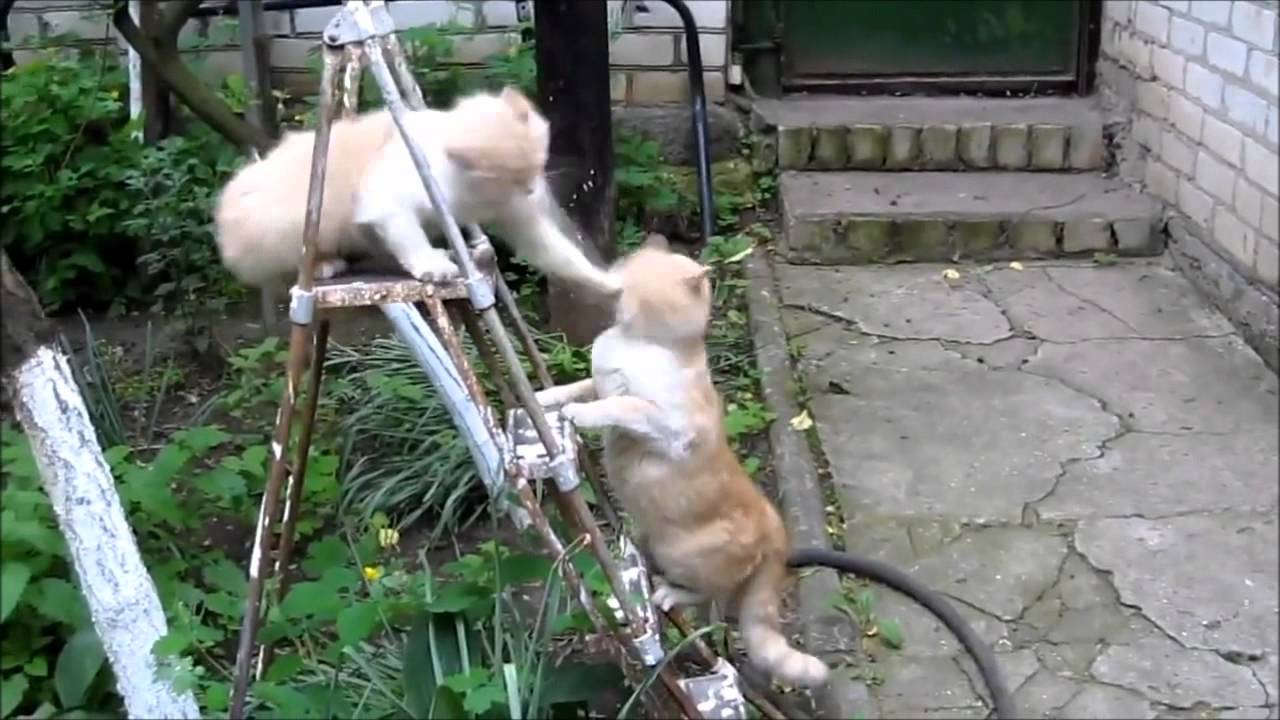 Two Cats Fighting