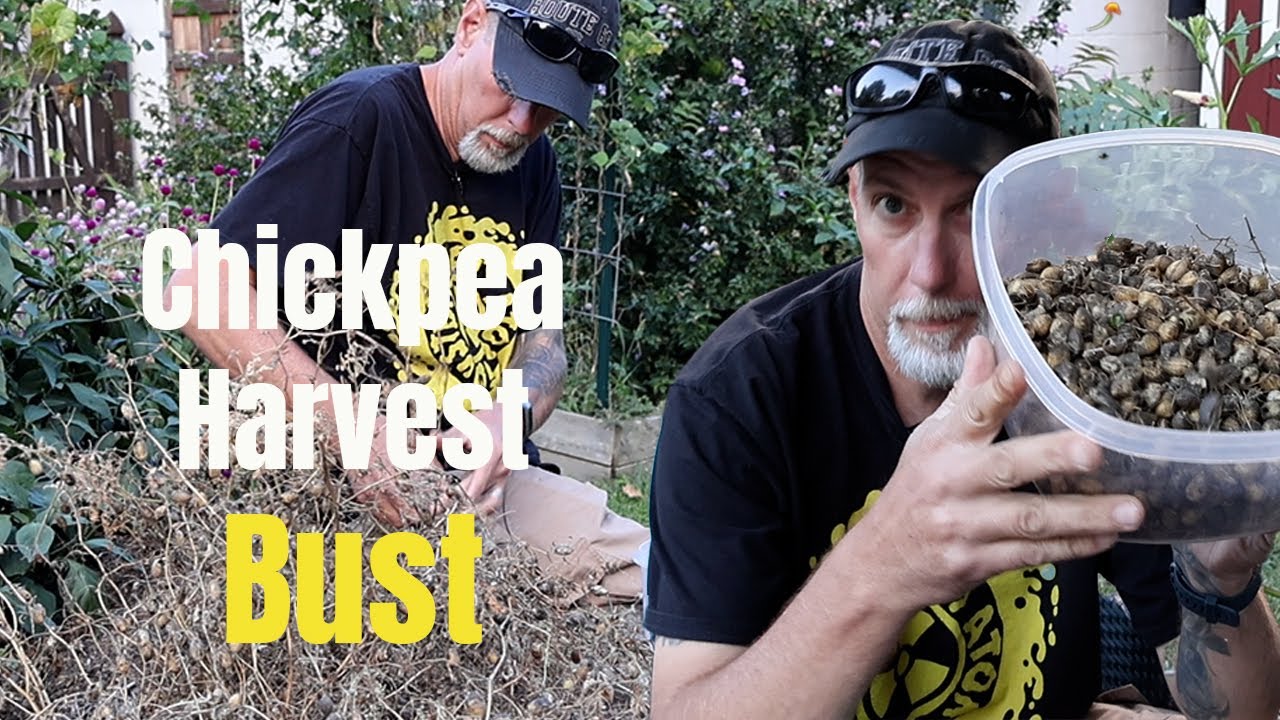 Did My Chickpeas Grow? See the Surprising Results!