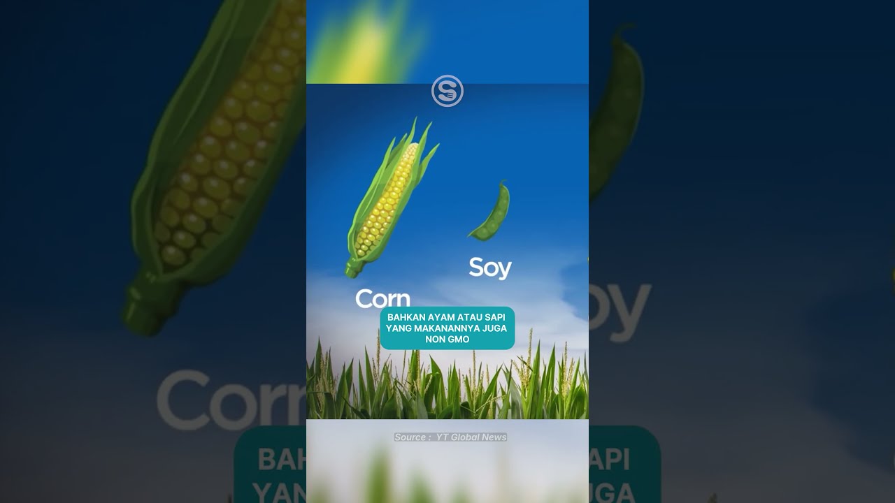 Arti GMO Free di Bungkus Makanan 🌱