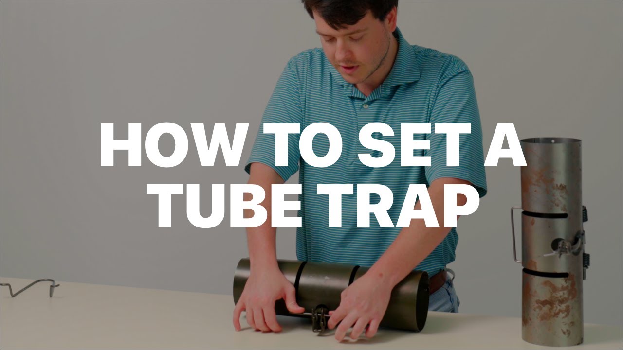 How to set a squirrel tube trap with and without the setting tongs