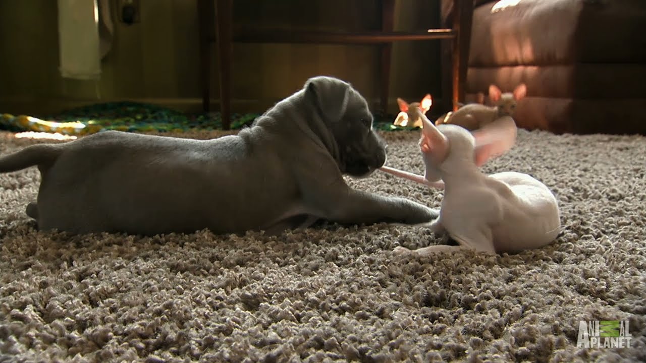 Kitty vs. Pit Bull | Too Cute!