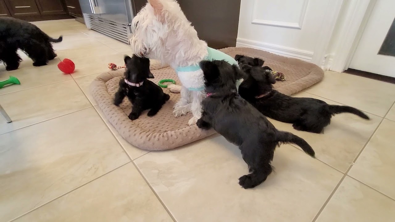 Fiesty little Scottish Terrier puppies