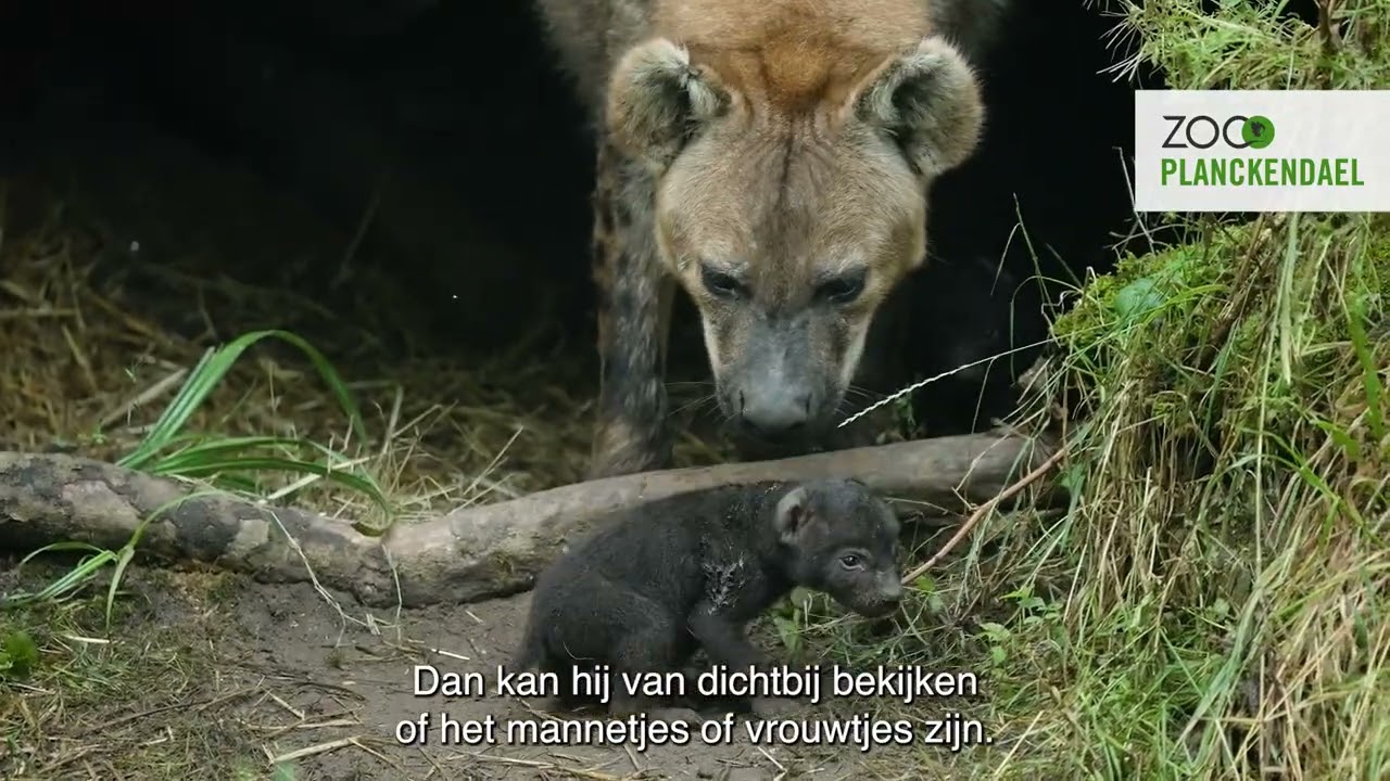 PRIMEUR Twee gevlekte hyenapups rennen rond in ZOO Planckendael