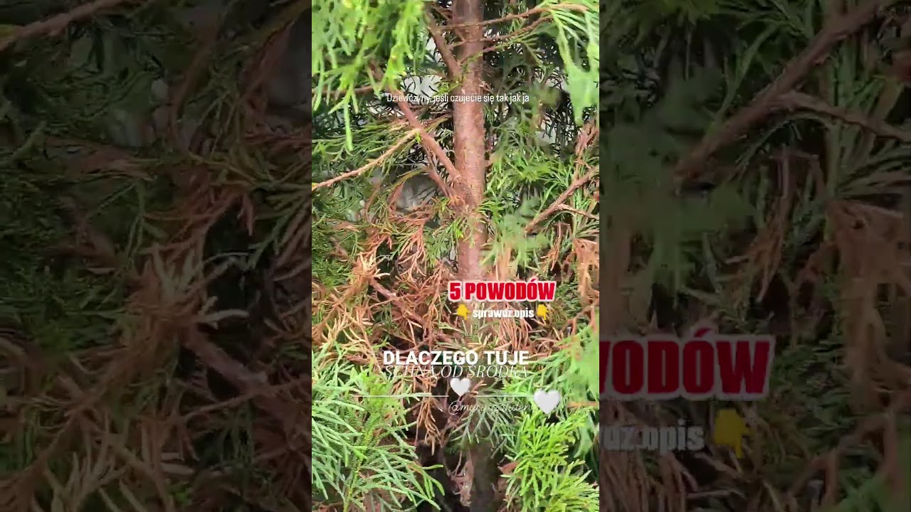 Tuja usycha od środka? Sprawdź opis!