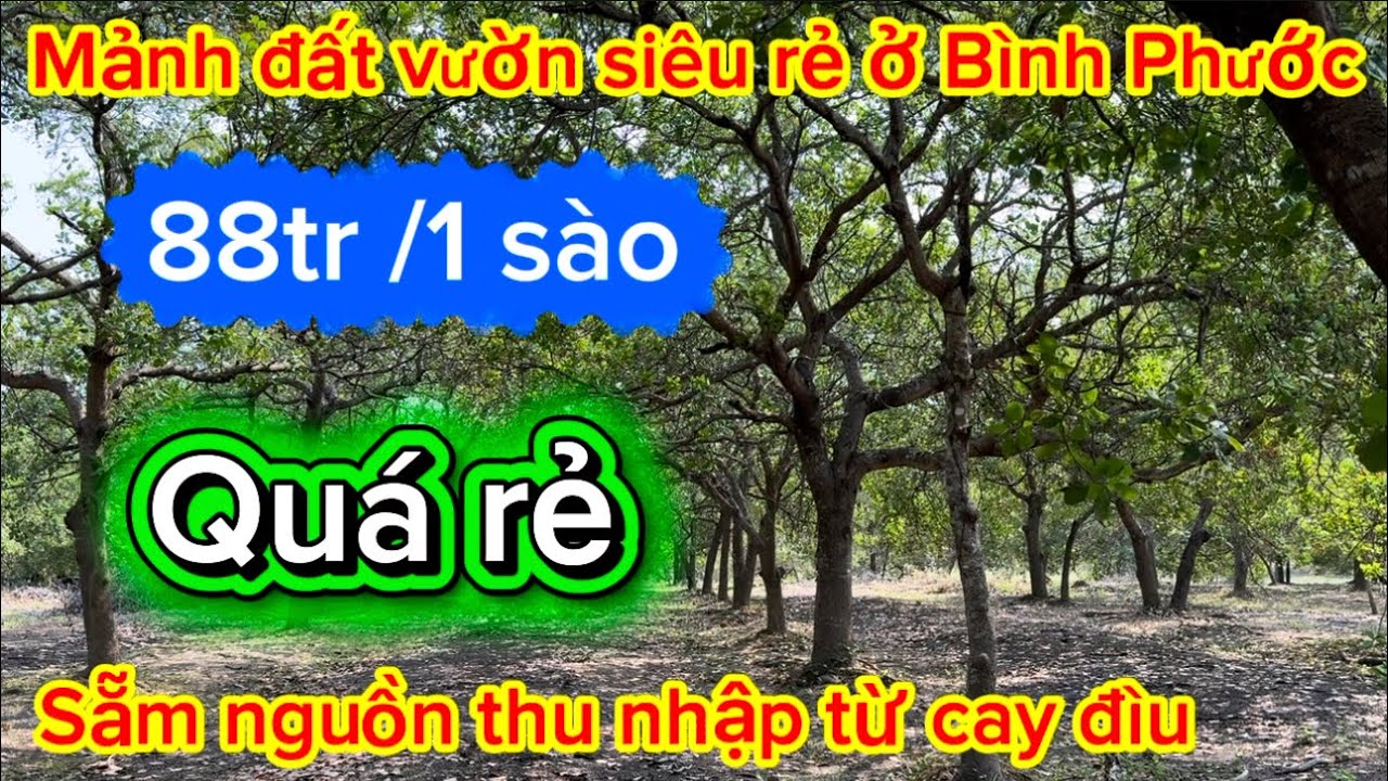 Mảnh đất vườn sẵn nguồn của thu nhập từ cây đìu  nhiều mặt tiền gần dân cư . Giá rẻ nhất khu vực 