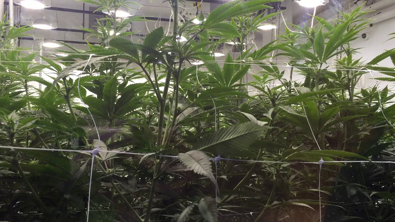 Tour of Smith and Seed