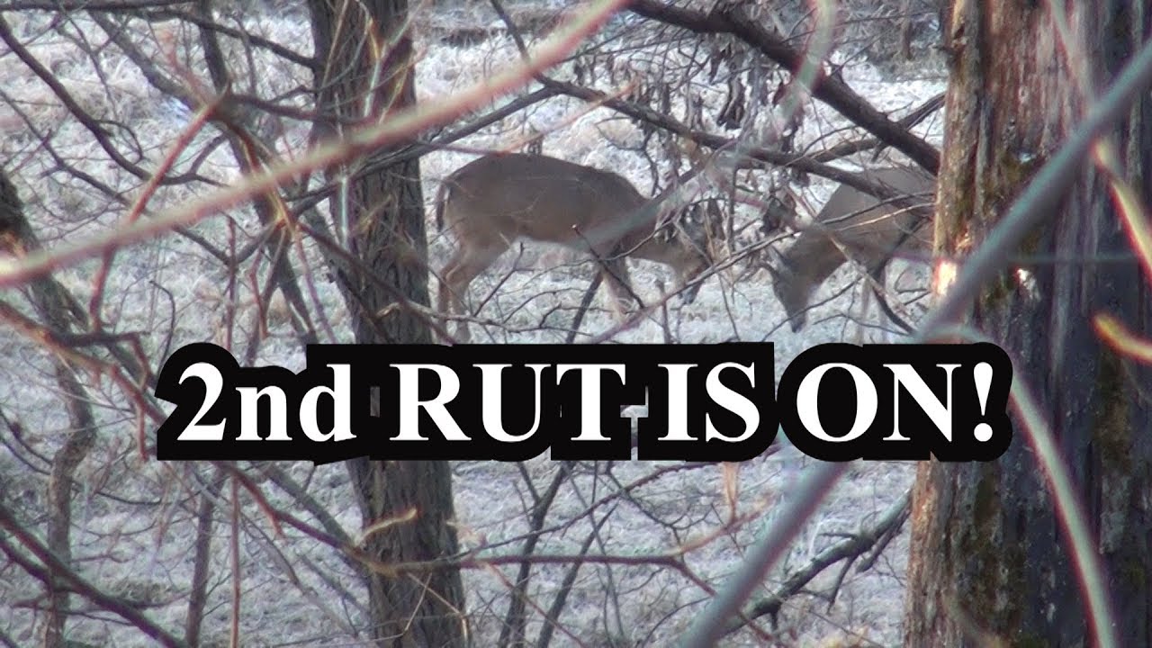 2nd Rut is Coming In