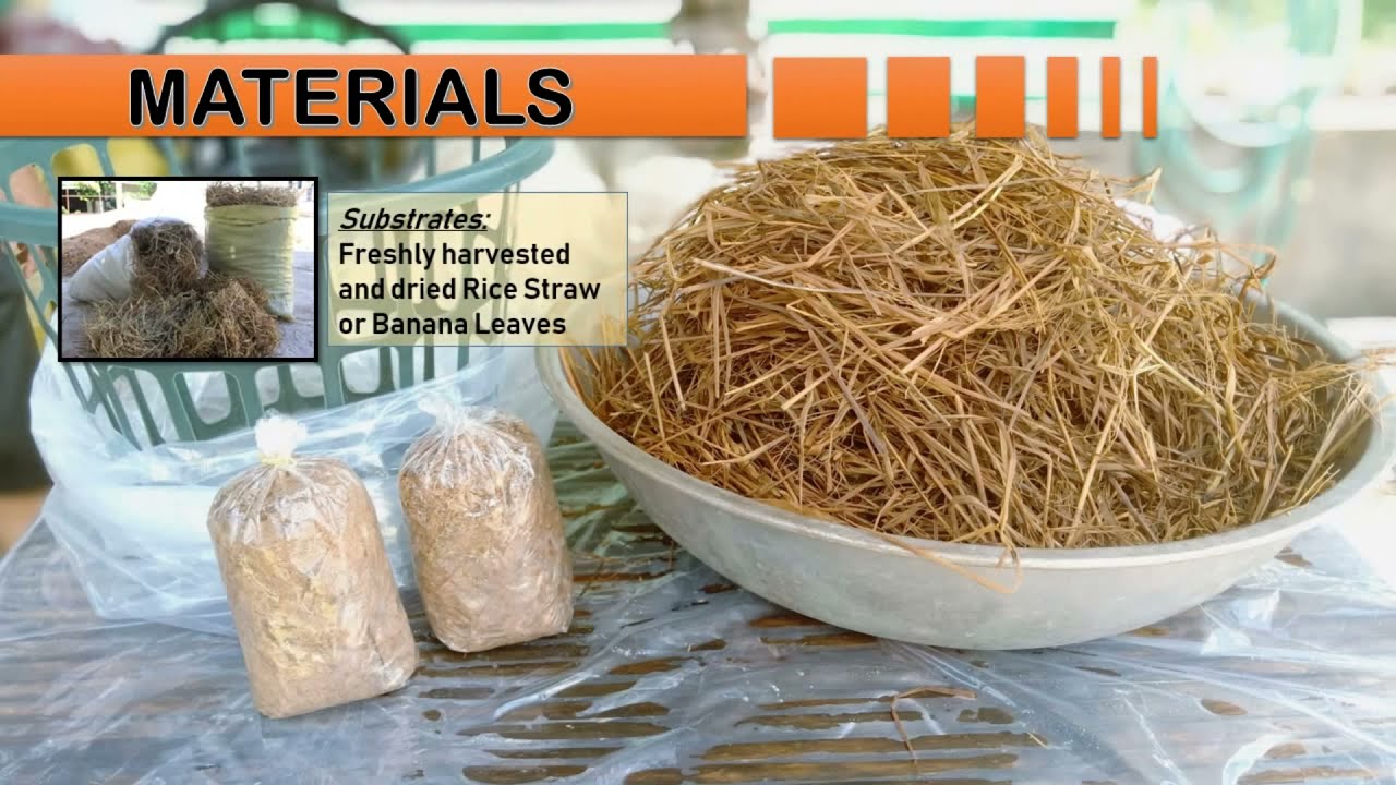 Container Production of Volvariella volvaceae Mushroom ( Straw Mushroom  or Kabuteng Saging)