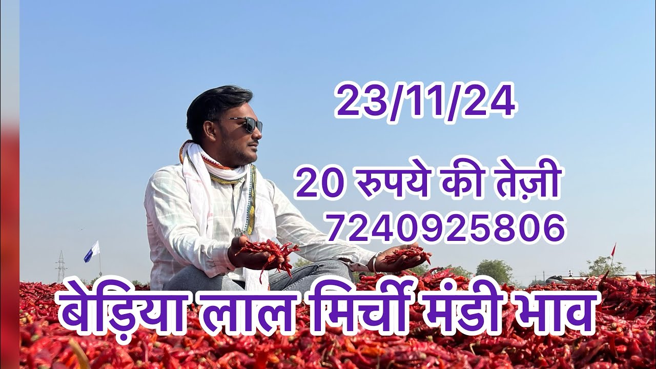 बैडिया मिर्ची मंडी भाव 23/11/24सबसे बड़ी मिर्ची मंडी भाव विश्व प्रसिद्ध मिर्ची मंडी 7240925806