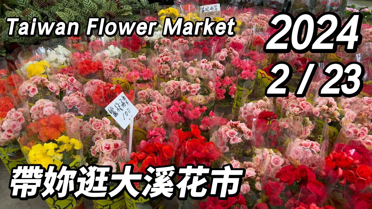 帶妳逛大溪花市~週末搶先看!丨2024/2/23丨Taiwan Flower Market丨