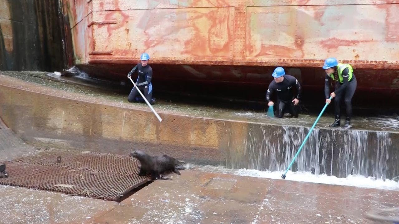 Seals Rescued From Dry Dock