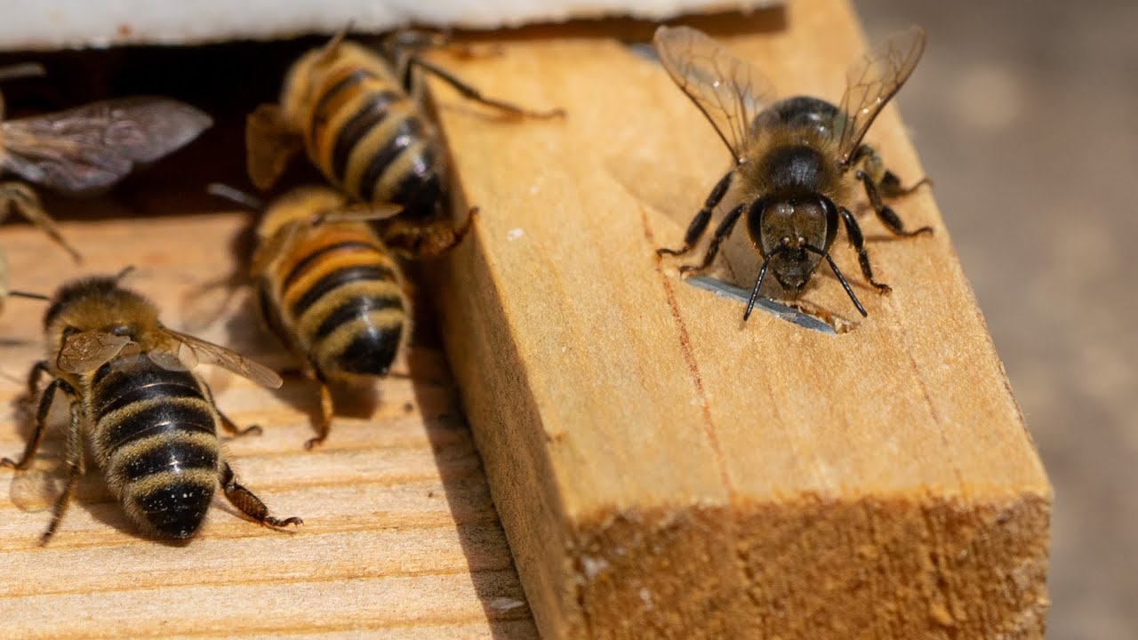 New swarm of bees showed up!