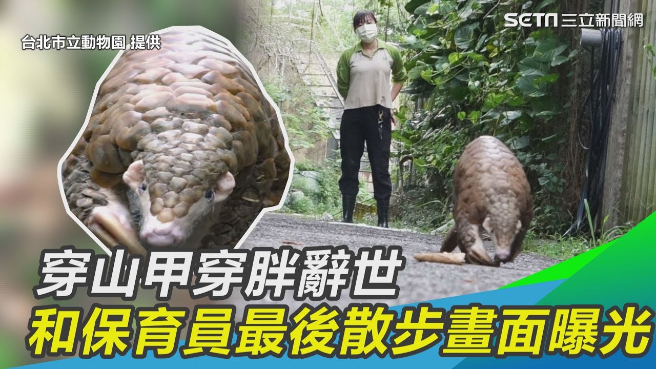 和保育員最後散步畫面曝光！穿山甲穿胖辭世　創世界最高齡｜三立新聞網 SETN.com