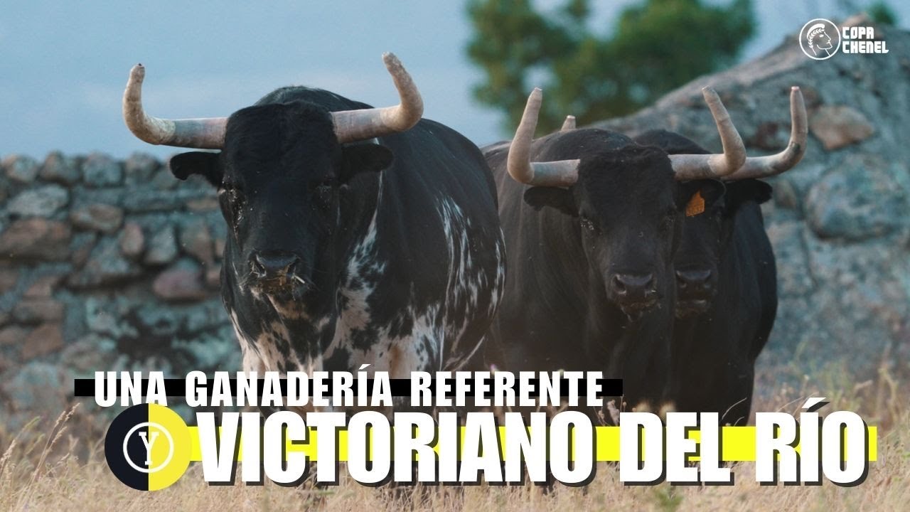 La ganadería puntera de la cabaña brava, VICTORIANO DEL RÍO