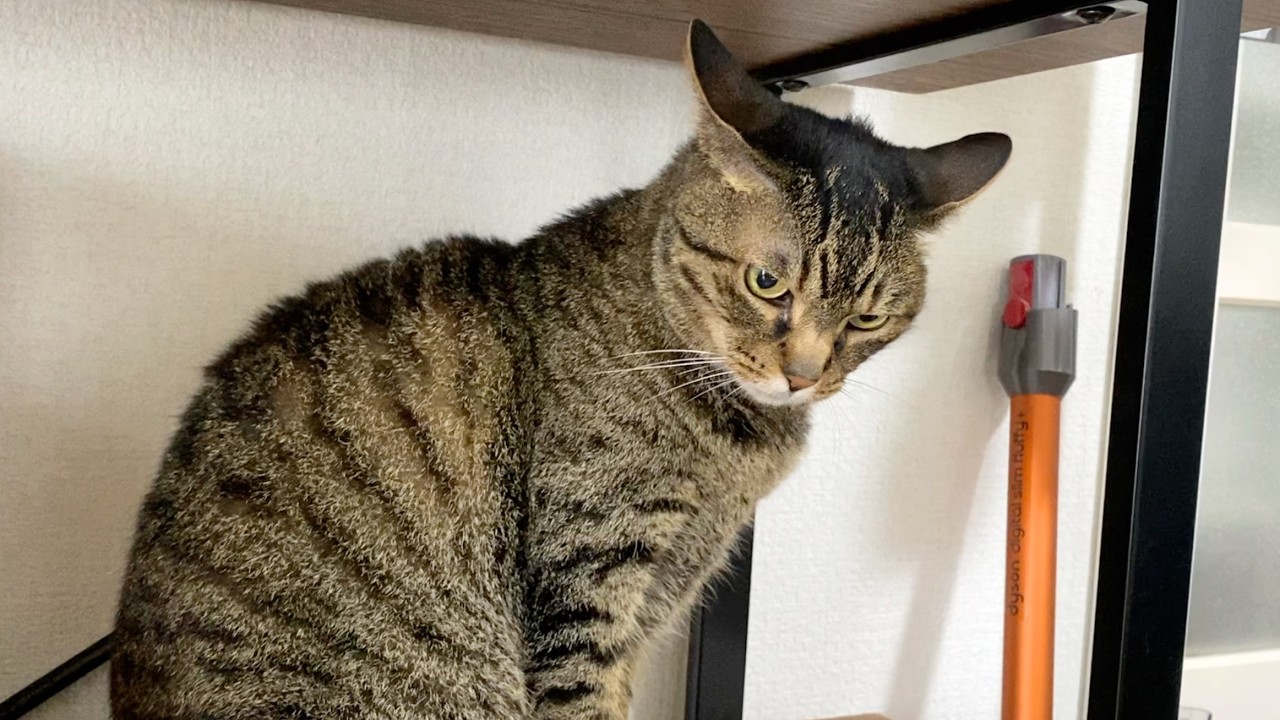 凶暴猫の爪切りをした結果...