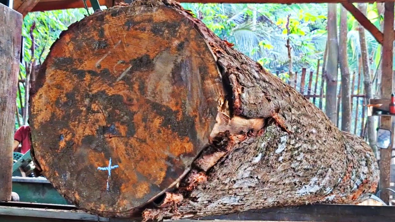 Sawing old mahogany logs to make boards at the sawmill. 