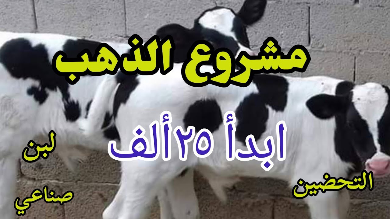 مشروع الذهب. التحضين على لبن صناعي @منارةالريفالمصري