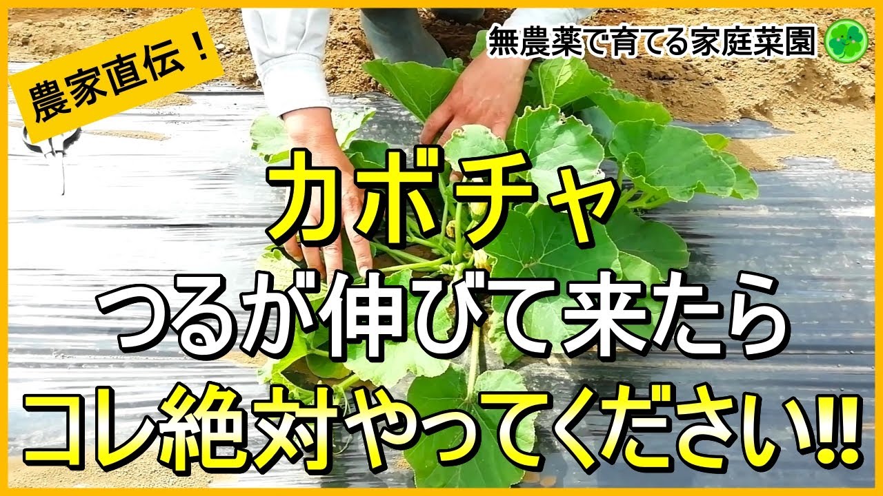 【カボチャ栽培】たくさん収穫するための摘芯～3本仕立て・摘果などのお世話について解説！【有機農家直伝！無農薬で育てる家庭菜園】　24/5/28