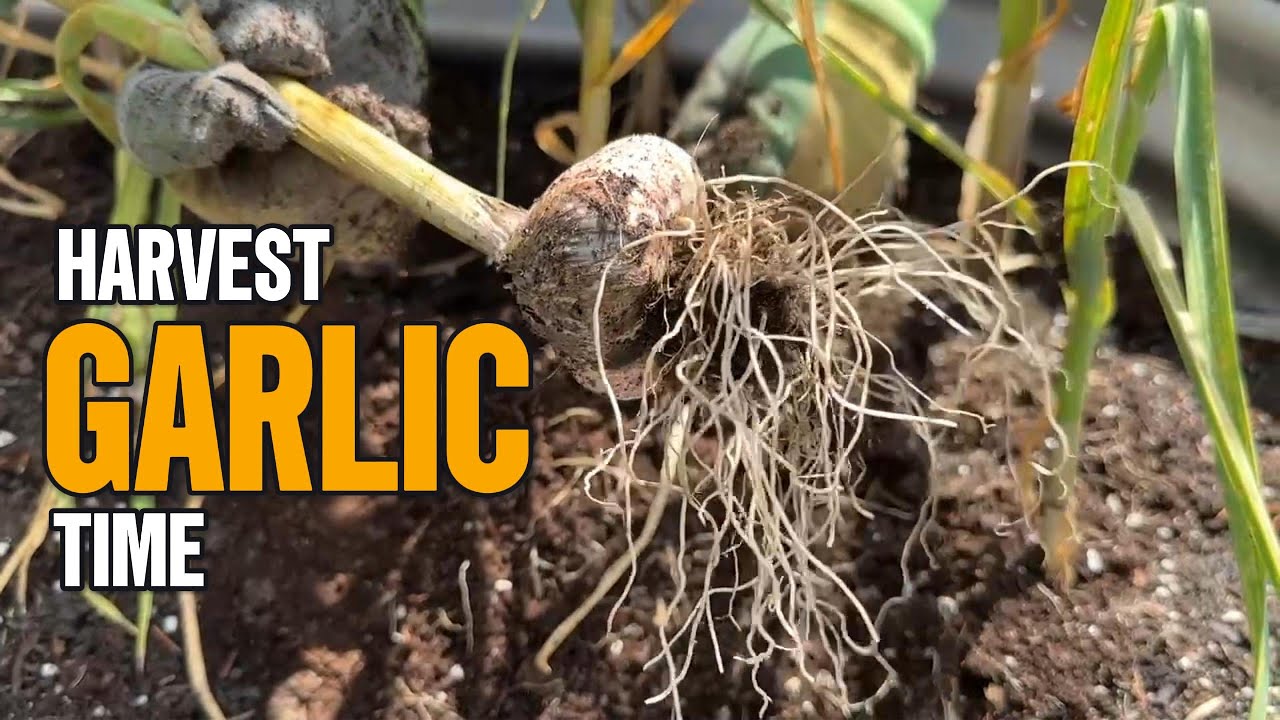 Garlic harvest: Allotment UK: Garlic Rust