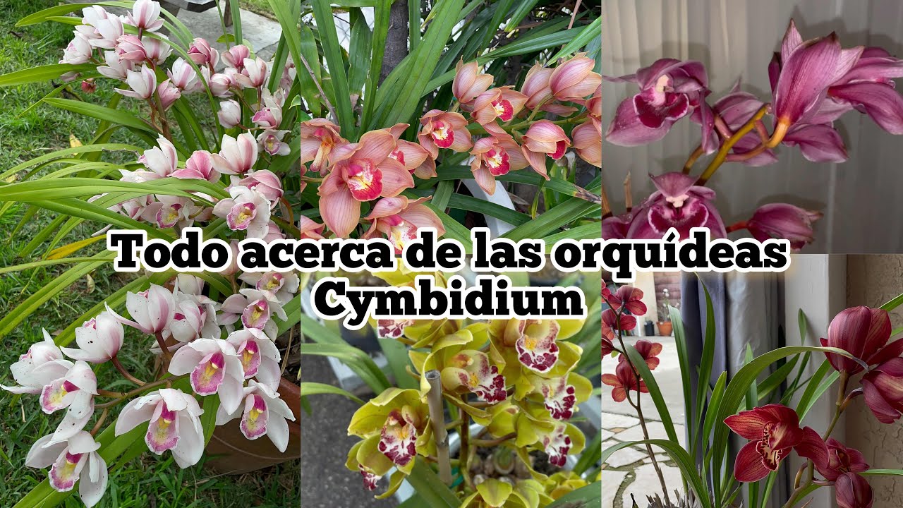 Orquidea Cymbidium y sus cuidados desde su ubicación #plantas