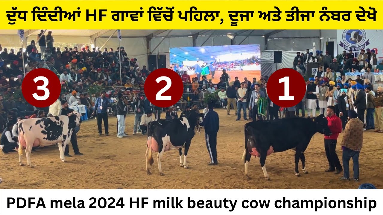 PDFA milk beauty HF cow competition 2024 || ਦੁੱਧ ਦਿੰਦੀਆਂ hf ਗਾਵਾਂ ਦਾ ਮੁਕਾਬਲਾ #PDFA
