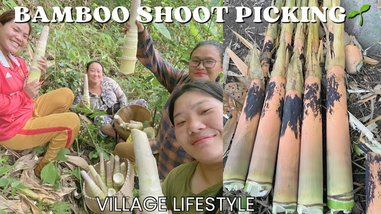 How we pick Bamboo shoots in the village🌱||village lifestyle of Arunachal Pradesh