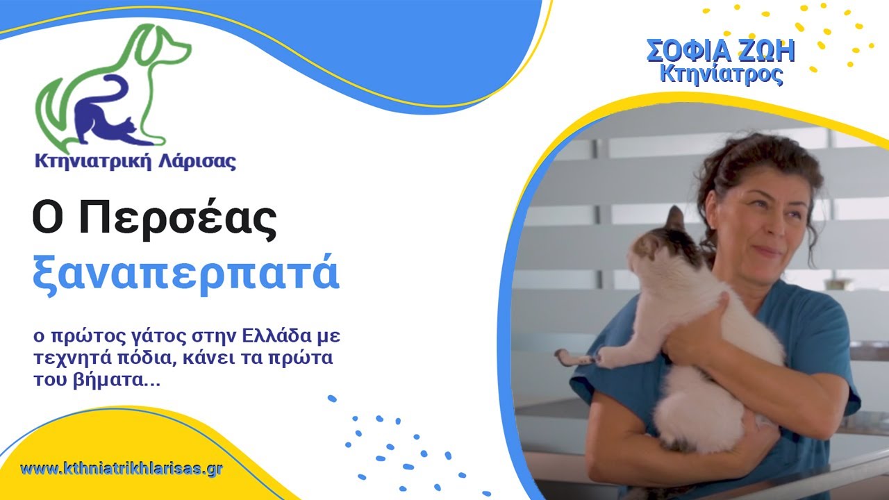 🐱 Ο πρώτος γάτος στην Ελλάδα με τεχνητά πόδια, ο Περσέας 🐈