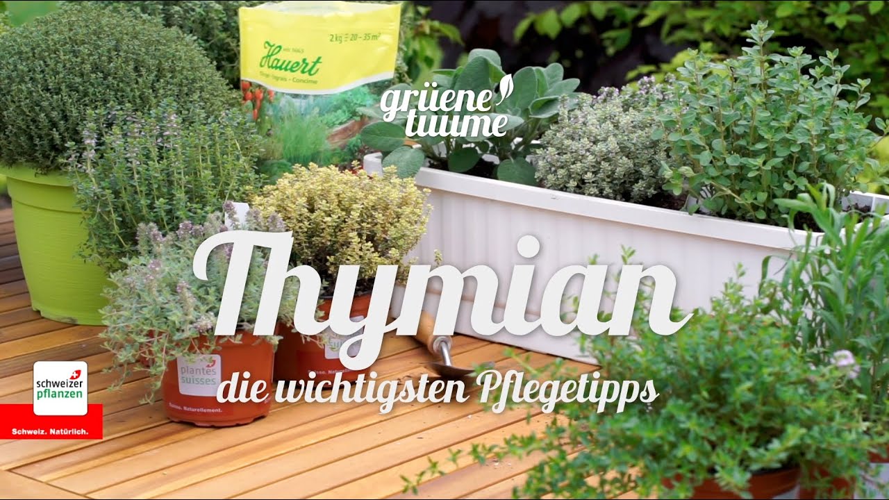 Thymian – die wichtigsten Pflegetipps