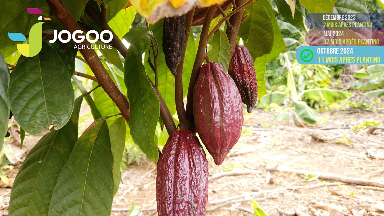 Cacao en 11 mois : Economie d'eau et optimisation des rendements grâce au système Goutte à Goutte
