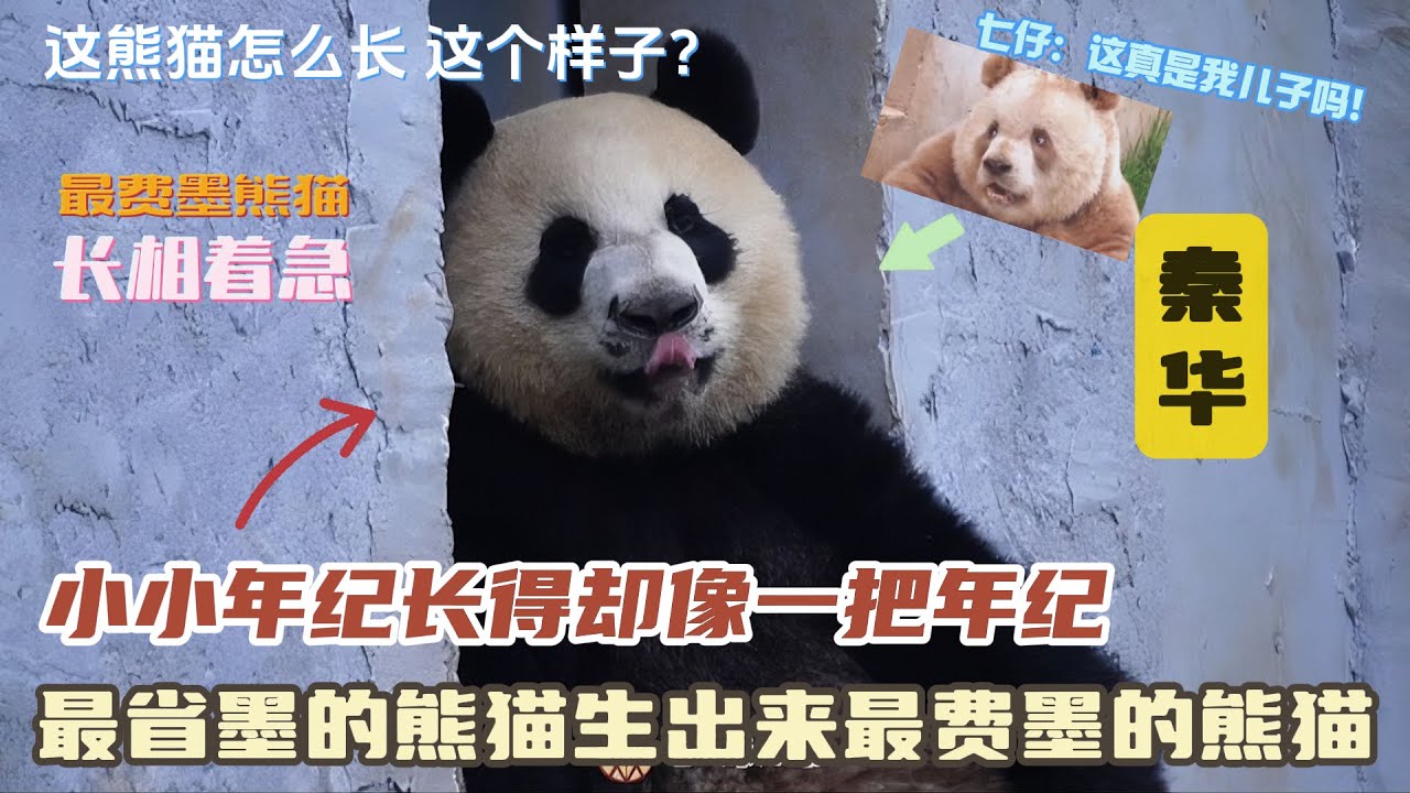 『秦华』小小年纪长得却像一把年纪，最省墨的熊猫生出来最费墨的熊猫，快看看口罩小熊秦华