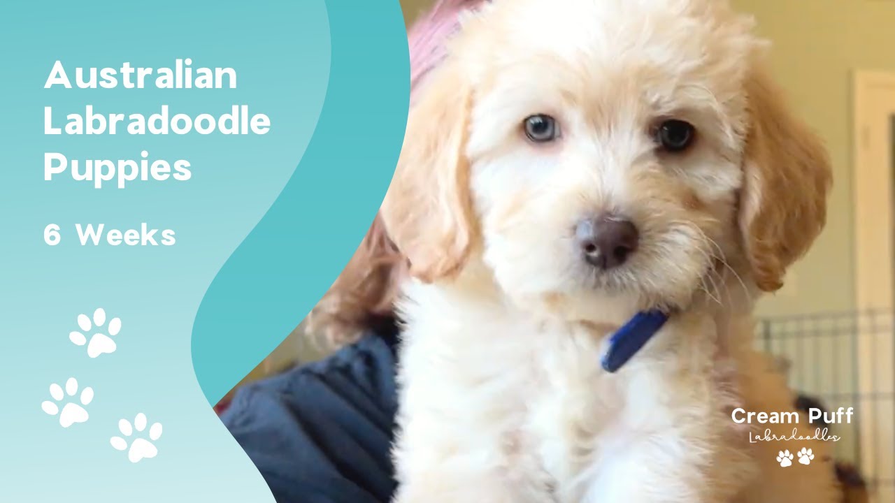 Standard Australian Labradoodle Puppies: CPL Bada-Bing (Zina) x CPL Texas Revolution (Fozzie)