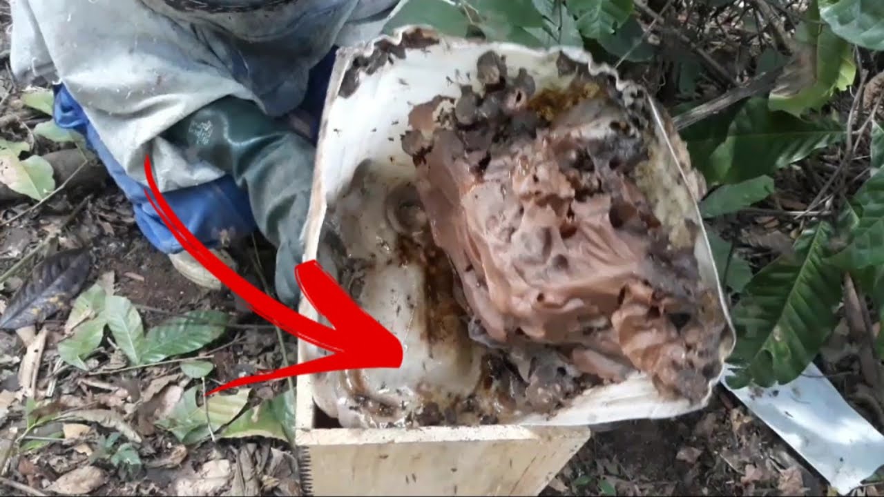 NUNCA faça TRANSFERÊNCIA DE ABELHA BORA sem antes VÊ esse VÍDEO!!