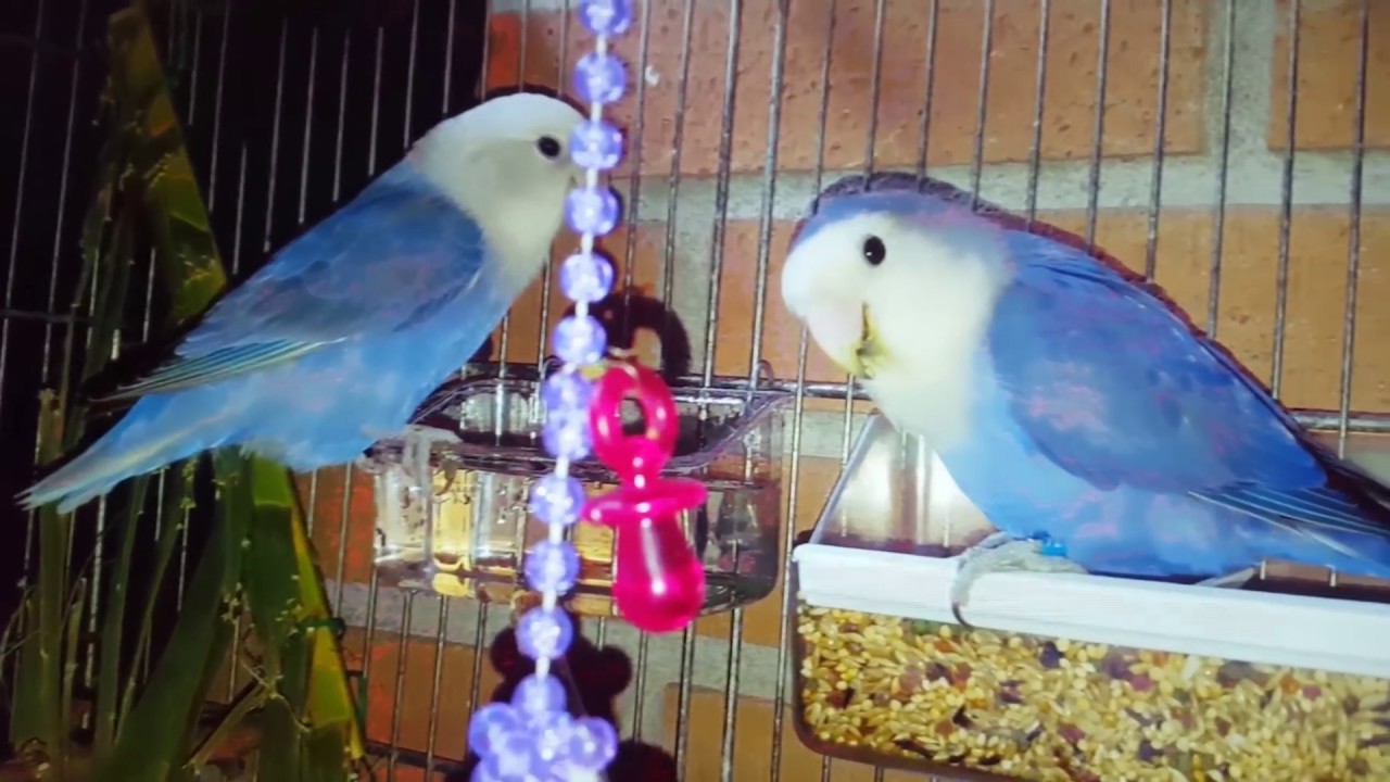 Nacimientos🐣🐣🐣🐣 de mis primeros pollitos Agapornis Roseicollis