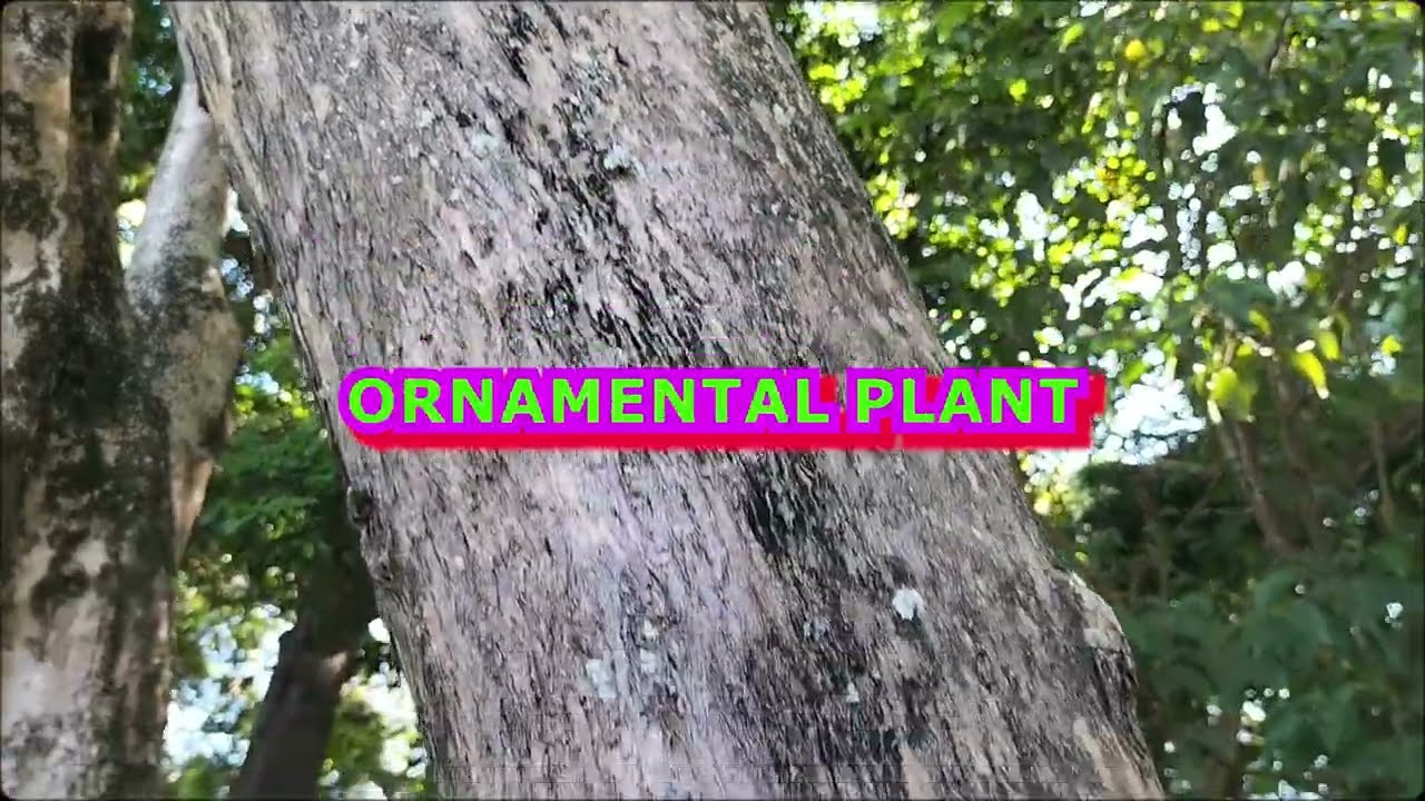 Everything about a tree similar to molave
